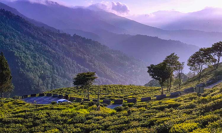 Best Darjeeling Tour Plan for 6 Days